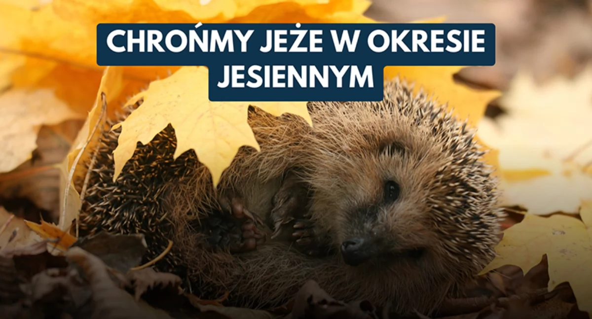 Chrońmy jeże tej jesieni