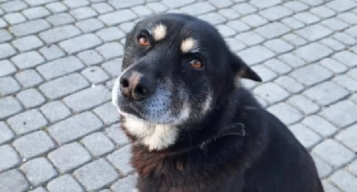 25 października to Międzynarodowy Dzień Kundelka – święto naszych czworonożnych przyjaciół