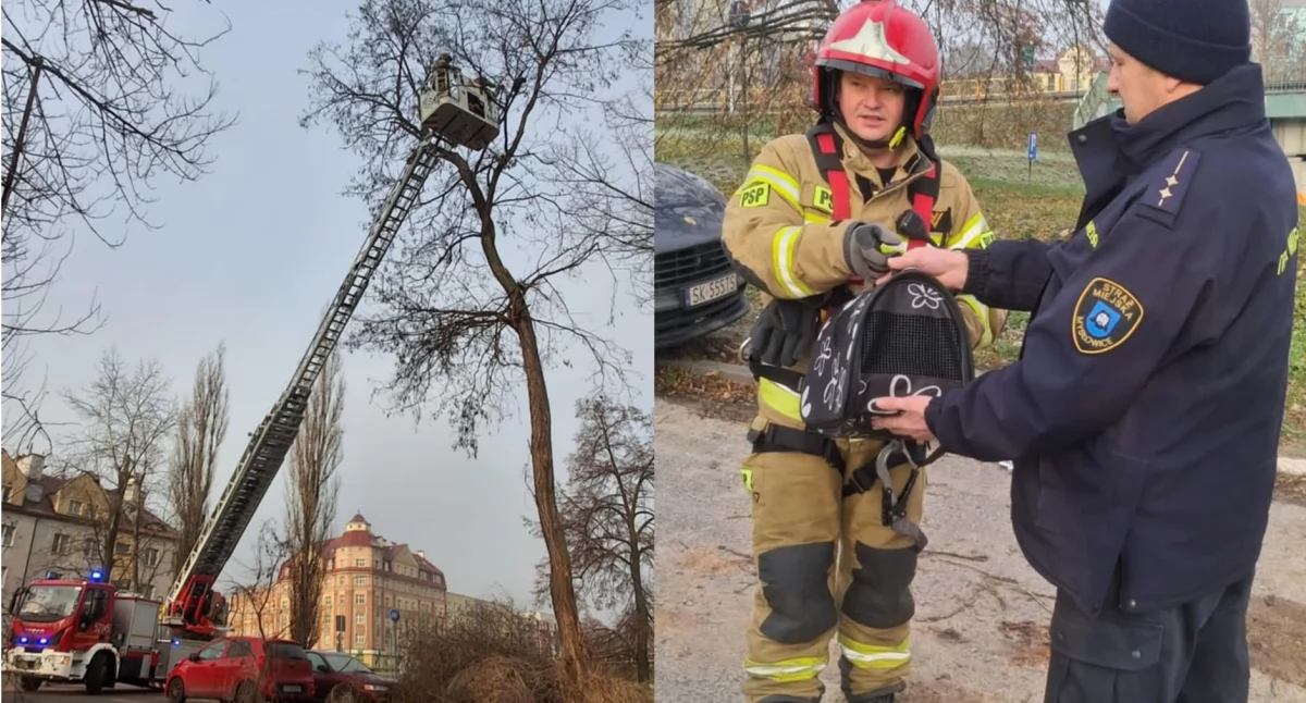 Kot utknął na drzewie. Pomogli mu strażnicy miejscy i strażacy