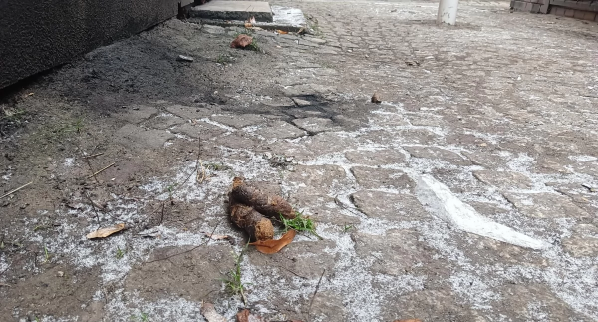 Psie miny na chodnikach Mysłowic. Wstydem nie jest sprzątanie, tylko zostawianie kup