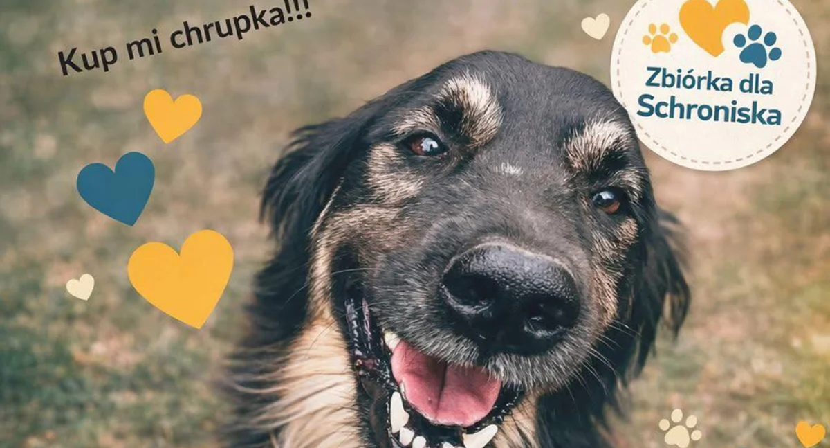 Pomóżmy zwierzakom ze schroniska w Chełmku. Wsparcie dla bezdomnych zwierząt!