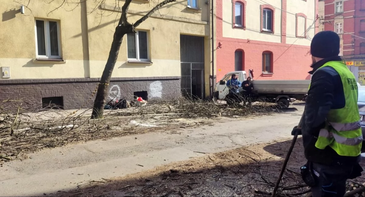 Ruszyły prace przy drzewach. Na Górniczej trwa przycinka