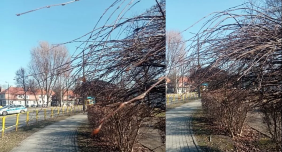 Gałęzie wchodzą przechodniom do oczu