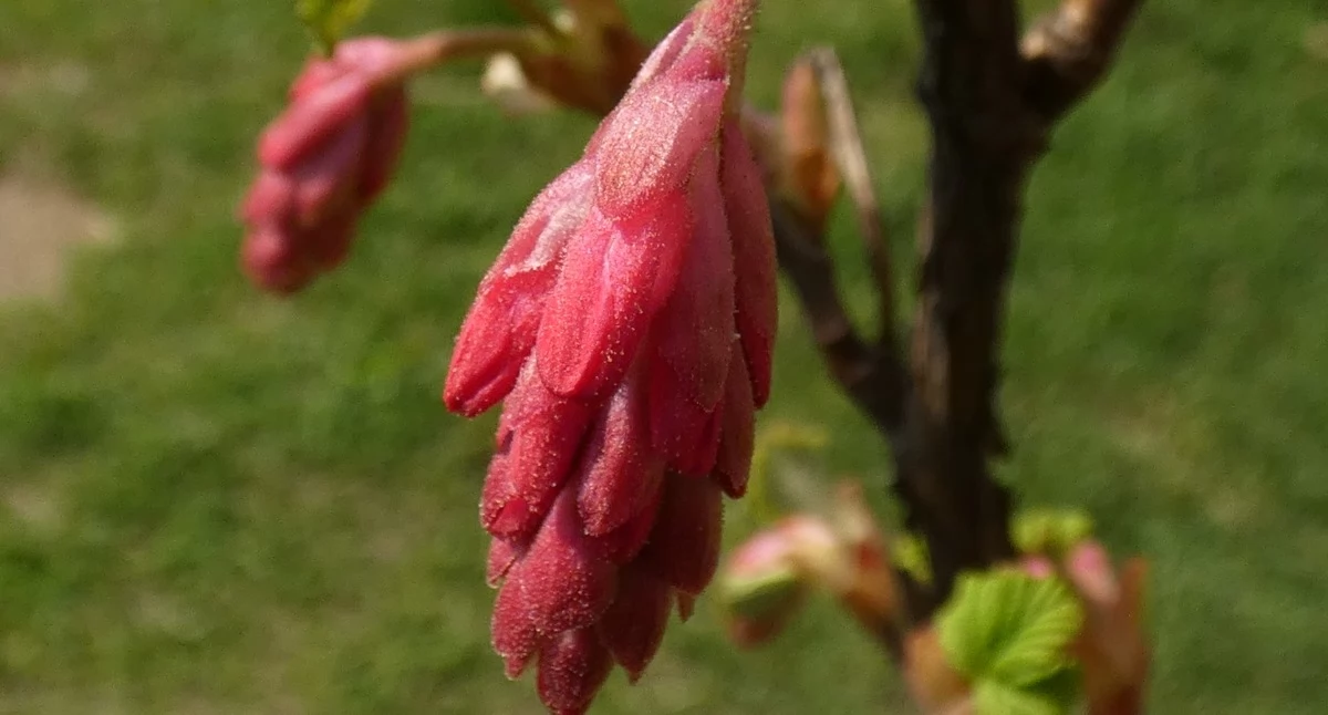 Trzy mgnienia wiosny