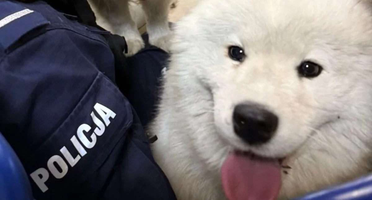Samojedy na gigancie. Z ulicy trafiły do komendy policji