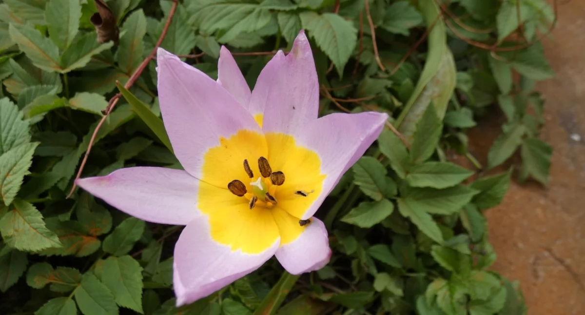 Zaproszenie do ogrodu botanicznego w Katowicach