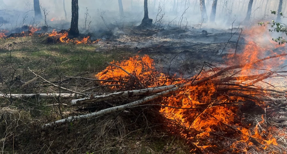 Pożar lasu w Mysłowicach. Do akcji ruszyła straż pożarna, samolot i śmigłowiec