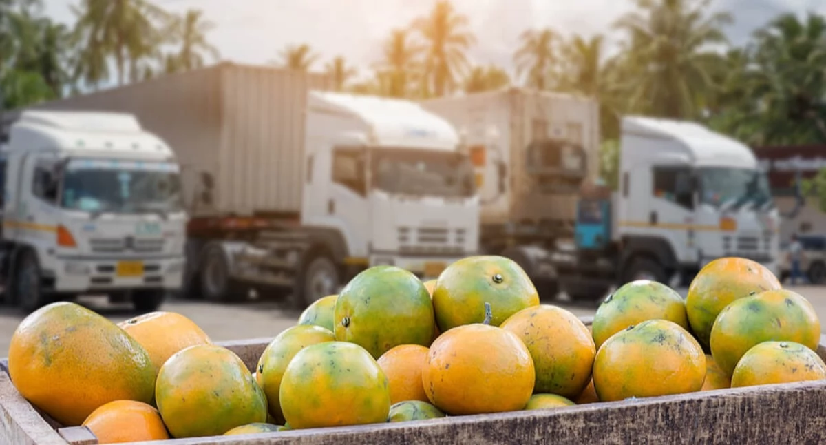 Przewóz produktów sezonowych w chłodni – jak przygotować logistykę przed szczytem zamówień?