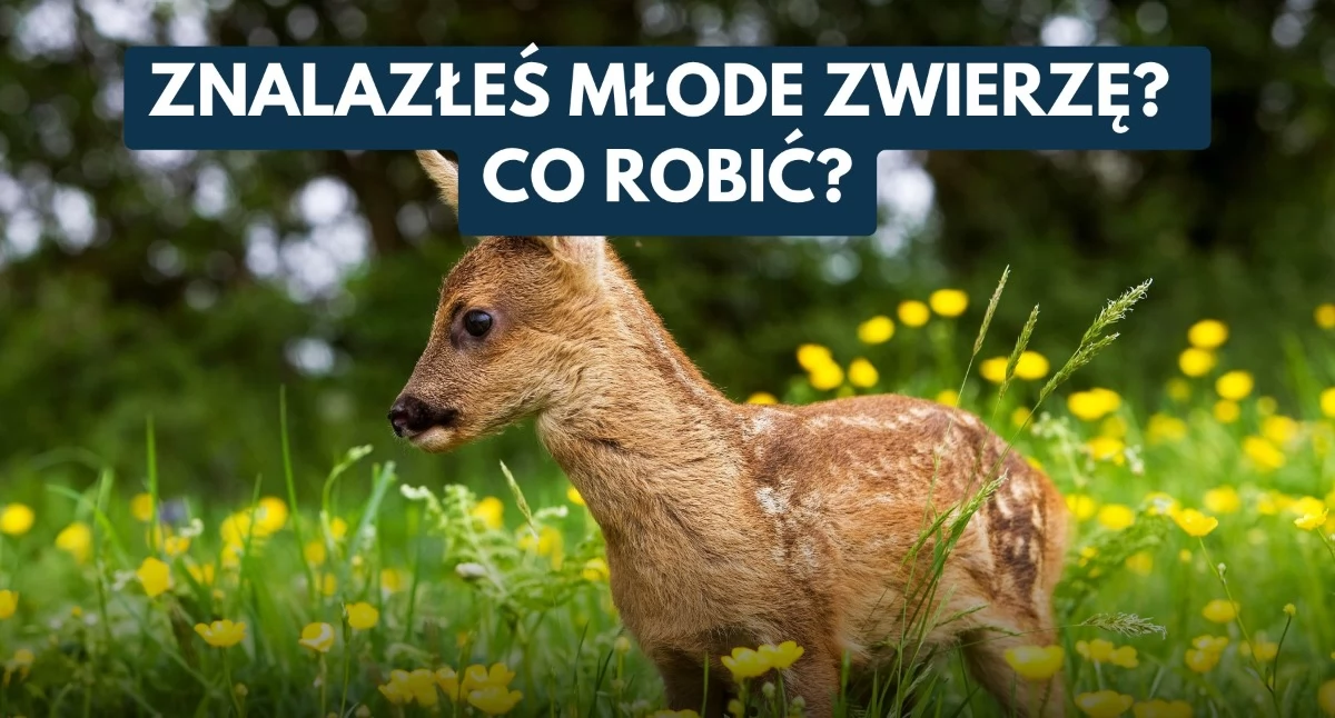 Nie pomagajmy na siłę. Wiosną i latem młode dzikie zwierzęta często nie potrzebują ratunku