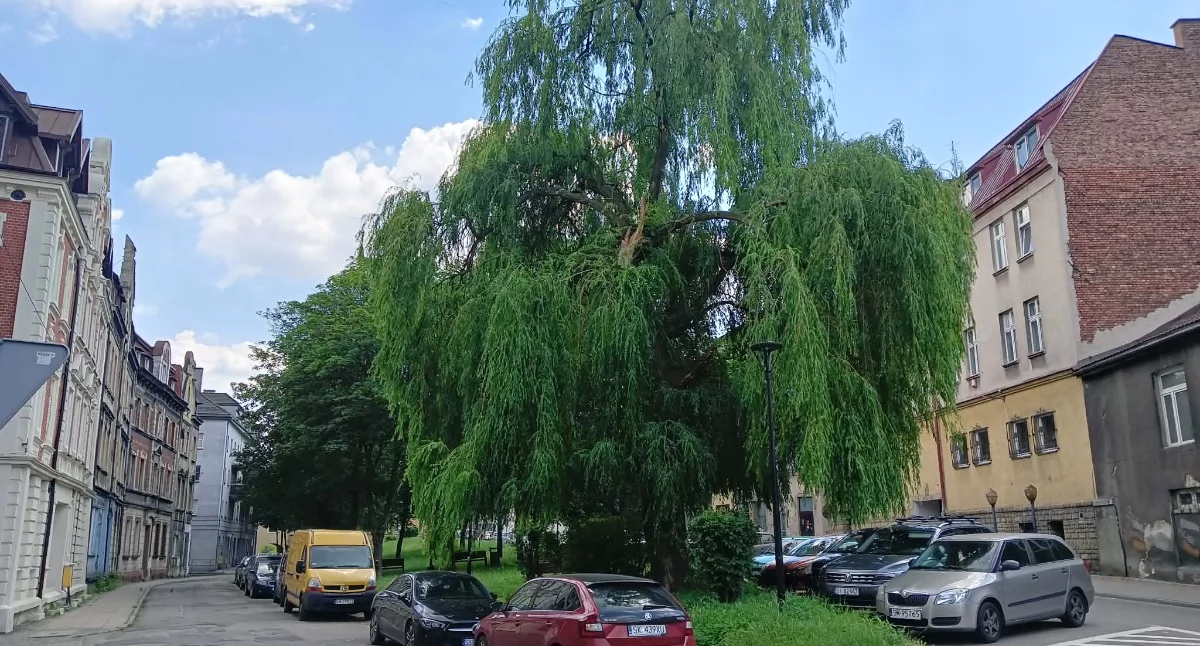 Wycinka drzew na placu Mieroszewskich. Urząd apeluje do kierowców o nieparkowanie pojazdów