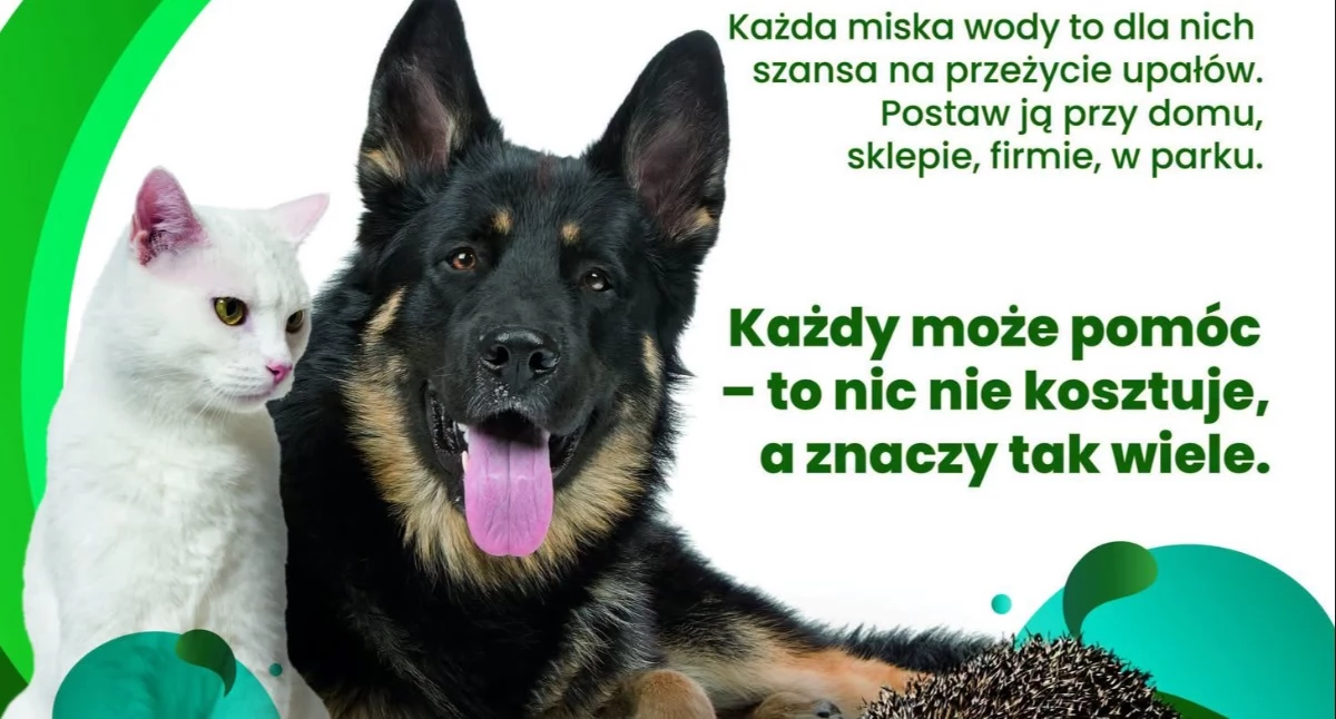 Woda dla zwierząt latem wystaw miskę w cieniu i pomóż im przetrwać upały