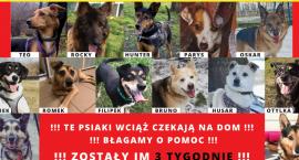 Ostatnie chwile na uratowanie psów z mysłowickiego s&hellip;