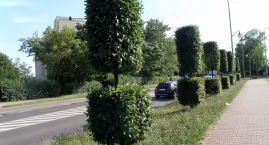 Oryginalne drzewka ozdobą ulicy Mikołowskiej w Mysło&hellip;