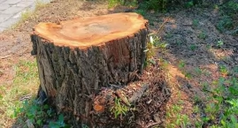 Drzewa na Placu Mieroszewskich w Mysłowicach zostały&hellip;