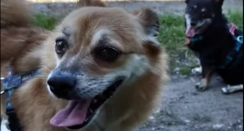 Dziś obchodzimy Dzień Psa. Pochwalcie się swoimi czw&hellip;