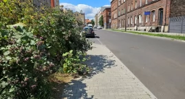 Czytelnik informuje – chwasty wdarły się na chodnik