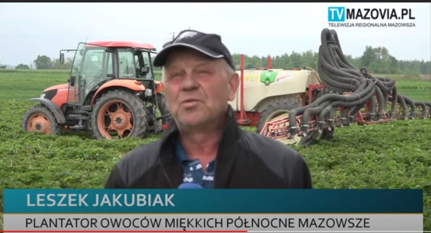 ZBIORY TRUSKAWEK OPÓŹNIONE. KŁOPOTY PLANTATORÓW.