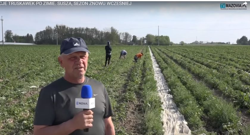 PLANTACJE TRUSKAWEK PO ZIMIE. SUSZA, SEZON ZNOWU WCZEŚNIEJ TV Mazovia