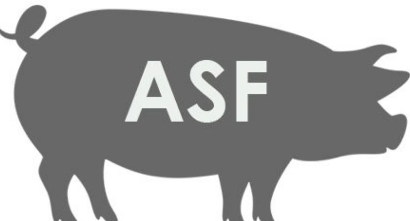 Afrykański Pomór Świń – Strefa czerwona
