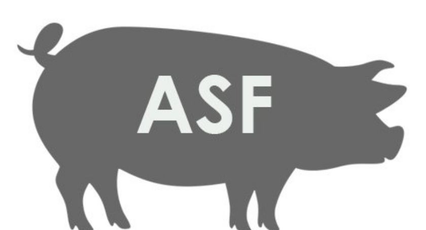 ASF już na terenie gminy Czerwińsk nad Wisłą