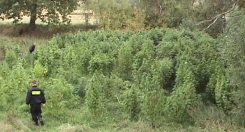  Jedna z większych na Mazowszu plantacji konopi pod Sochaczewem.