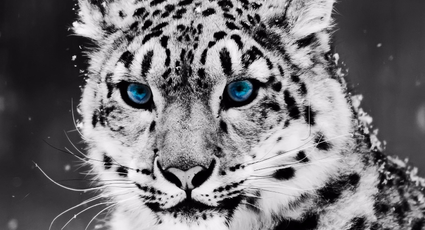 Miejski Ogród Zoologiczny w Płocku - Zaprasza na  „Dzień Pantery Śnieżnej”