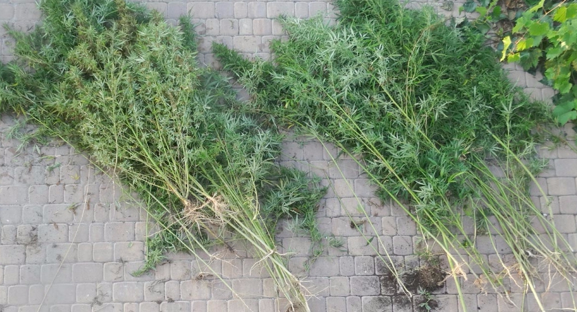 Policjanci zlikwidowali jedną z największych w tym roku plantacji konopi indyjskich na Mazowszu. 