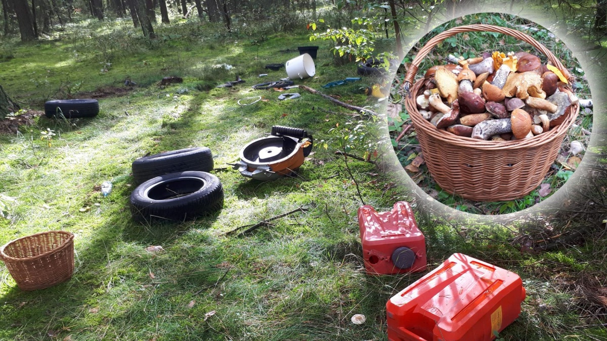 W LASACH WYSYP GRZYBÓW I ŚMIECI. - NIE RÓBCIE TEGO - APELUJE MIESZKANKA PAJĘCZNA