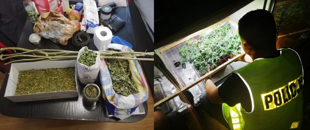 23-LATEK ODPOWIE ZA UPRAWĘ KONOPI INDYJSKICH. GROZI MU 10 LAT WIĘZIENIA