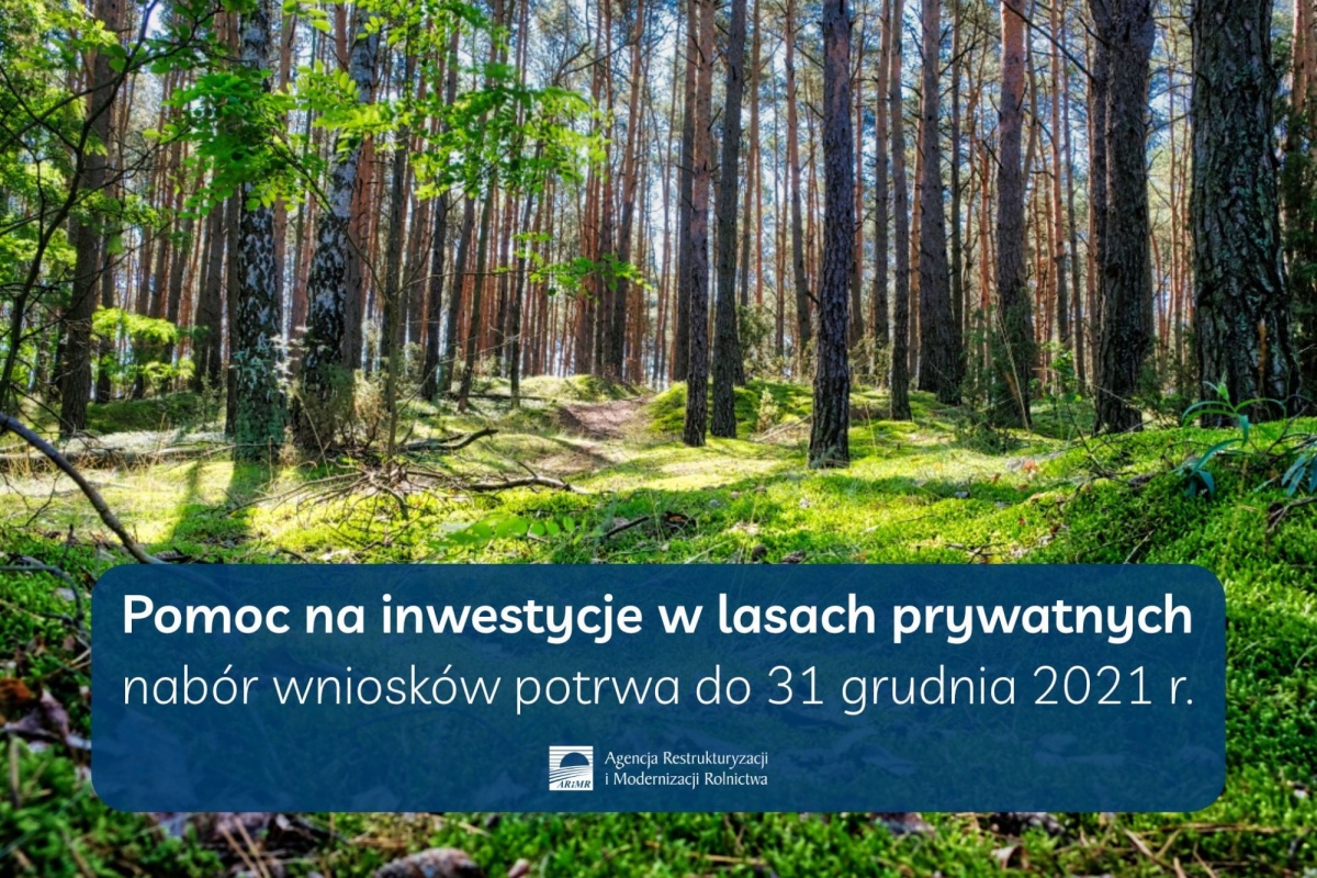Rusza pomoc na inwestycje w lasach prywatnych