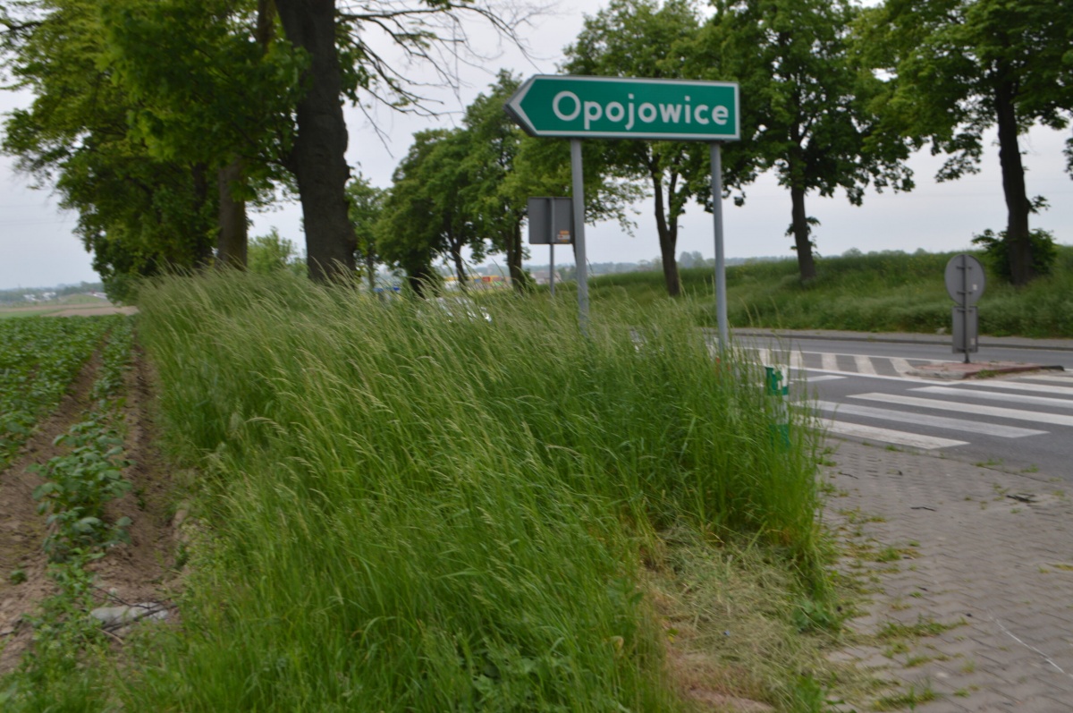 WYSOKIE TRAWY PRZY DROGACH ZMORĄ KIEROWCÓW