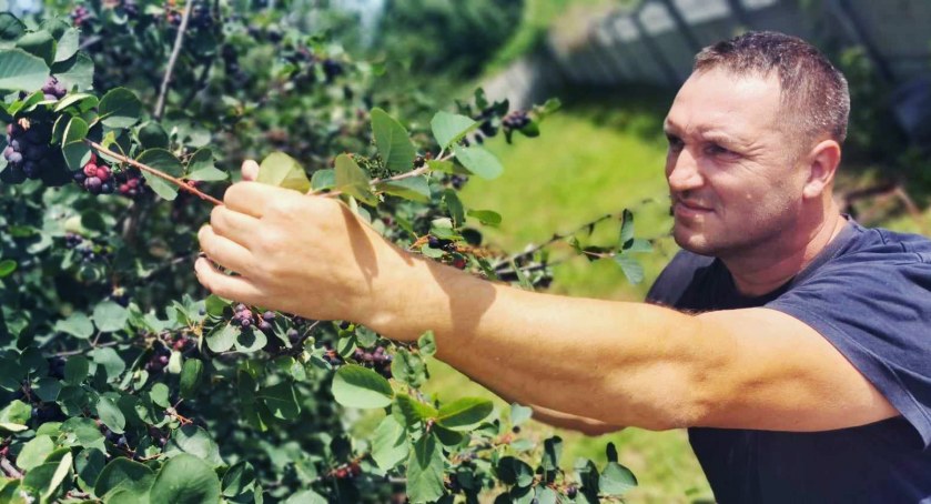 Świdośliwa w słoiku słodsza od jagody - jak uprawiać opowiada Tomasz Kącki z Krzyworzeki