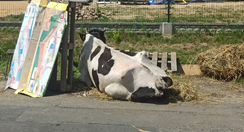 Krowa zległa na drodze w Olewinie - właściciele czekają aż się podniesie