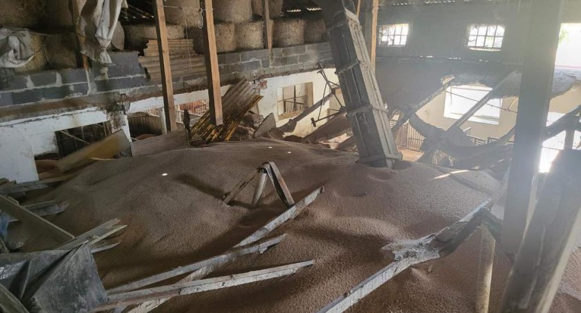 Tragedia rolnika - ponad 100 świń przygniecionych przez strop 