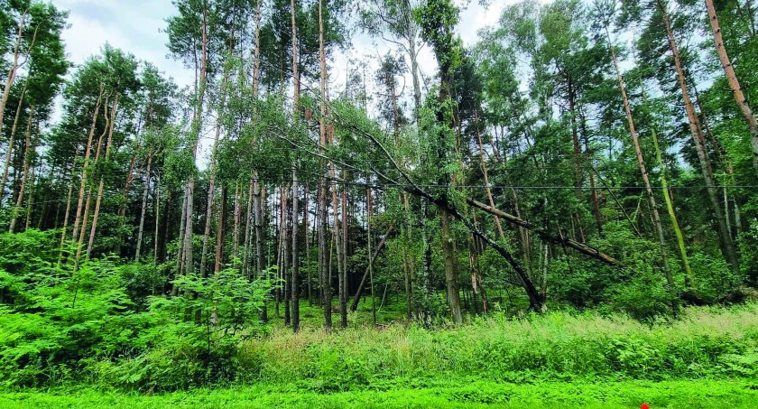 Usuwali zagrożenie nad drutami 