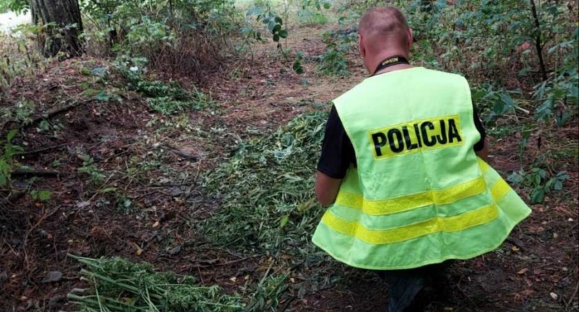 100 kg marihuany, warte 4 miliony złotych