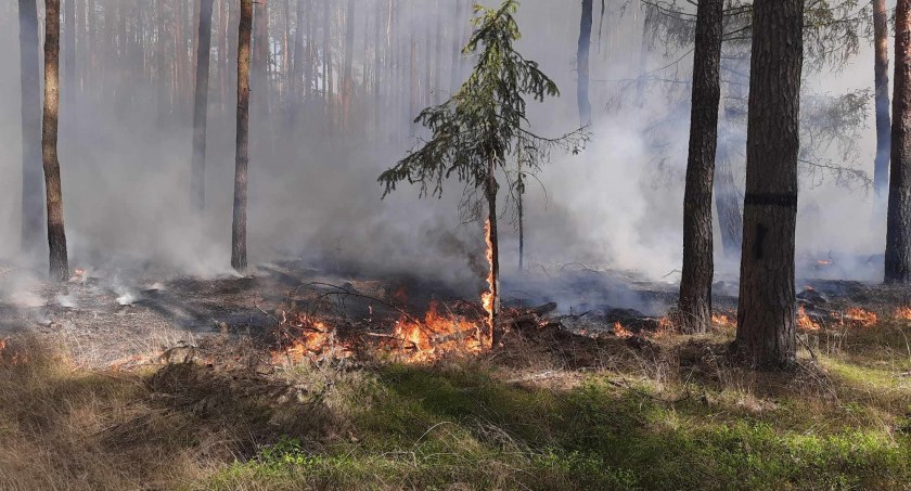 Palił się las - 11 jednostek straży gasiło pożar