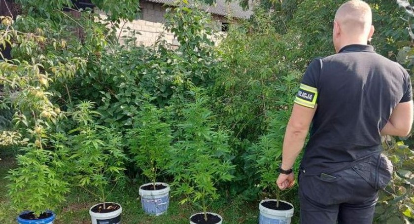 31-latek produkował marihuanę - teraz grozą mu trzy lata więzienia