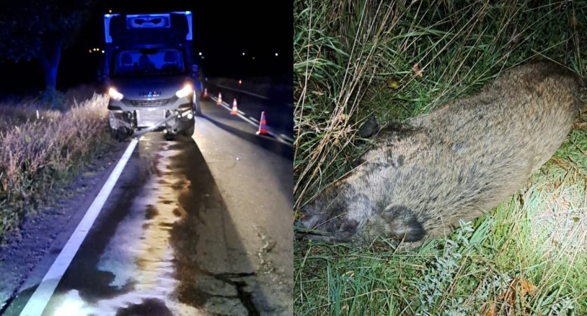 Nocne podróże mogą być niebezpieczne - bus uderzył w dzika