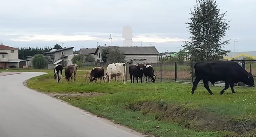 Siedem byków na środku drogi. Interweniowała policja!