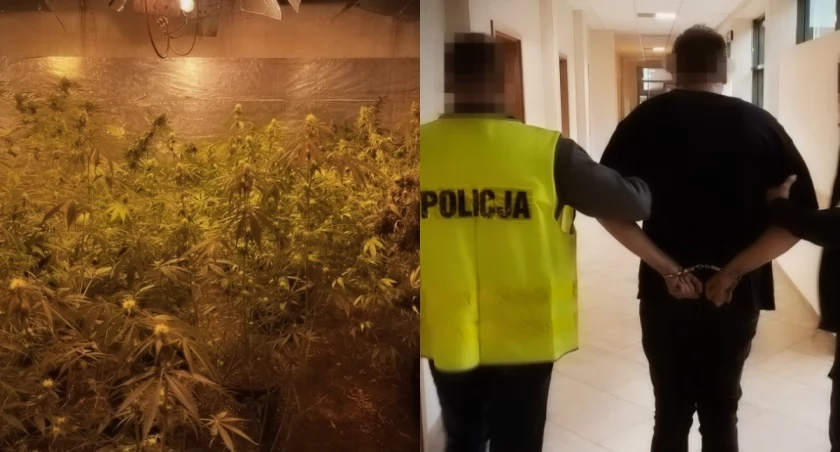 Hodował krzaki konopi i grzyby halucynogenne - plantator wylądował za kratami 
