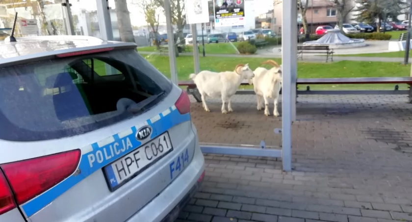 Policja zatrzymała na przystanku.. DWIE KOZY! 