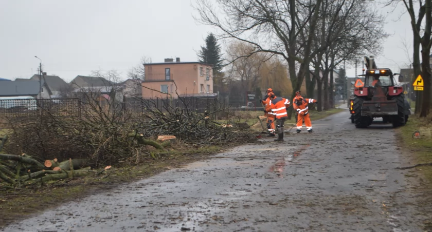 W Komornikach trwa wycinka 75 drzew 