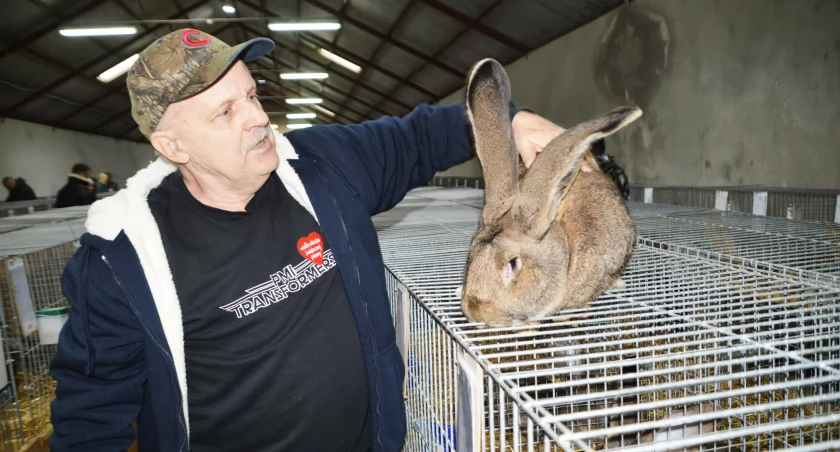 Wojny między królikami - czyli o tym, że „długość ma znaczenie”