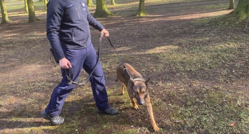 Policjant na czterech łapach. Do wieruszowskiej komendy dołączy owczarek 