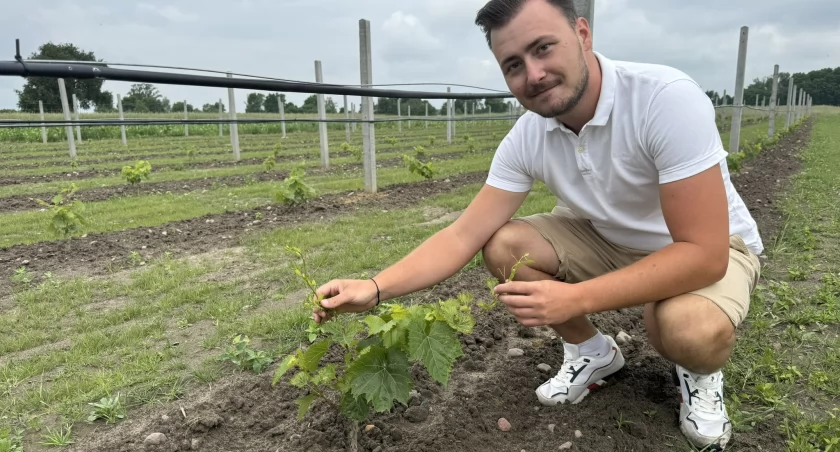Winnica w Raduckim Folwarku - rośliny rosną, będzie wino