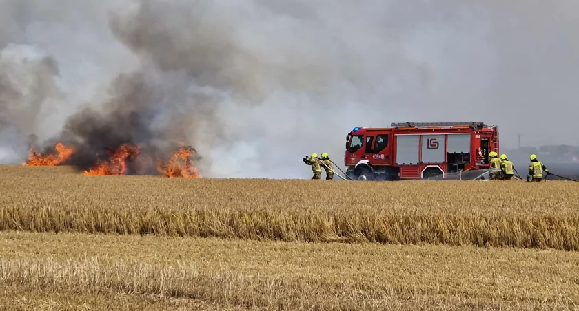 Pożar w Gotartowie: hektary zboża w płomieniach - utrudnienia na DK 11