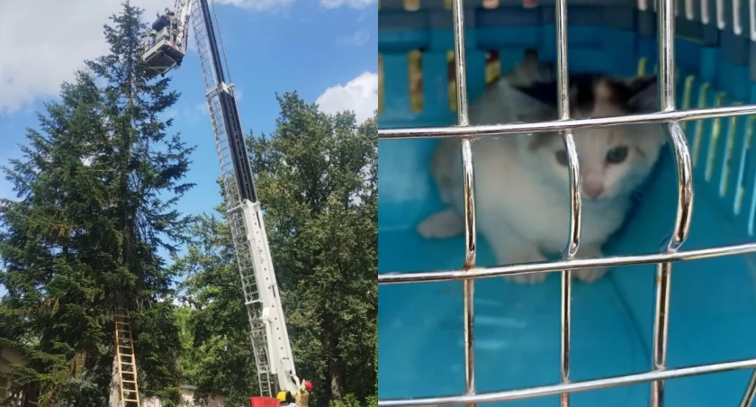 Nietypowa interwencja strażaków - zdjęli małego kotka z wysokiego drzewa 
