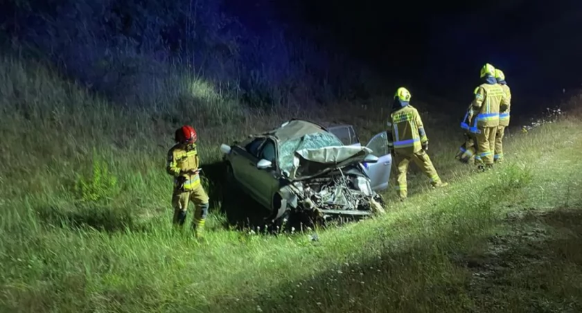 Wilk sprawcą wypadku na drodze S8