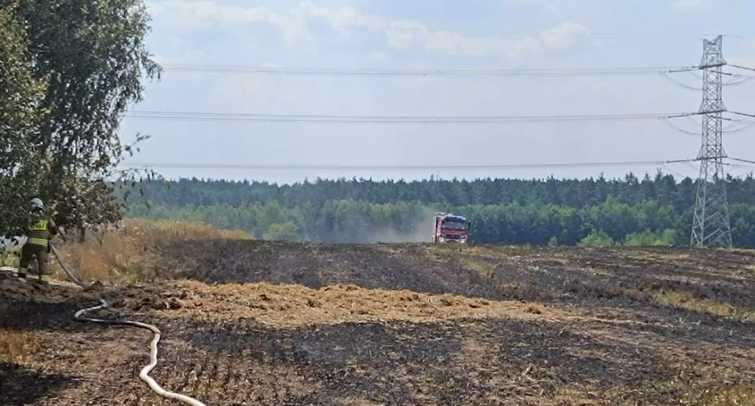 Pożar zboża w Kolonii Strobin - z ogniem walczyło siedem jednostek straży